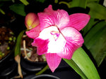Carica l&#39;immagine nel visualizzatore Galleria, Cattleya Cosmic Delite (C. Bright Angel x C. Batemaniana)
