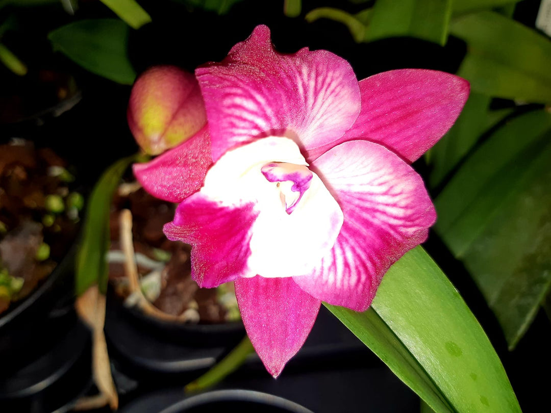 Cattleya Cosmic Delite (C. Bright Angel x C. Batemaniana)