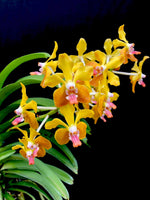 Carica l&#39;immagine nel visualizzatore Galleria, Vanda M. V. Tannins &#39;Kirk&#39; AM/AOS (Vanda Mem. Thien chai x V. lamellata)
