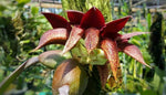 Load image into Gallery viewer, Bulbophyllum frostii x Bulbophyllum phalaenopsis