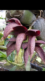 Load image into Gallery viewer, Bulbophyllum frostii x Bulbophyllum phalaenopsis
