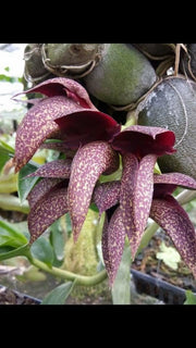 Bulbophyllum frostii x Bulbophyllum phalaenopsis