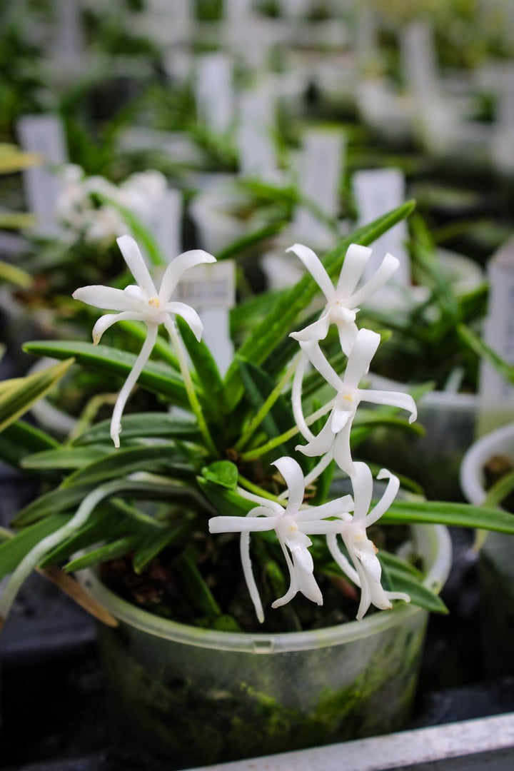Neofinetia falcata 'Keigetsu' 계월 桂月