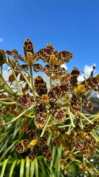 Grammatophyllum speciosum