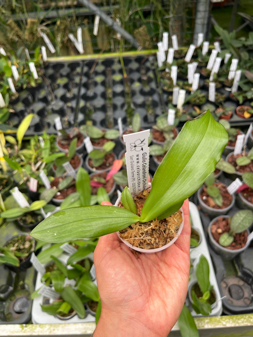 Phalaenopsis OH Pink Obsession "OH" SM/DOG MERISTEM