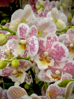 Carica l'immagine nel visualizzatore Galleria, Phalaenopsis Spotty Brigitte