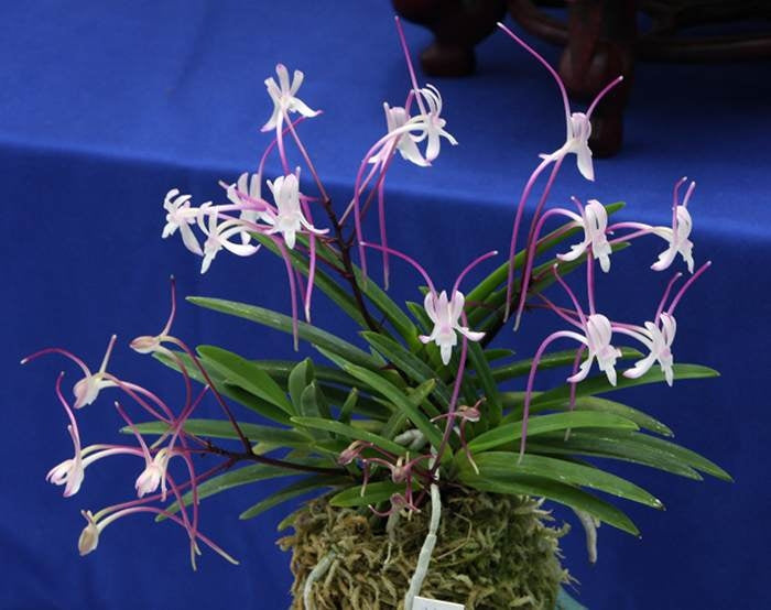 Neofinetia falcata 'Hanakanzashi' 花簪