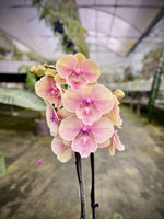 Carica l'immagine nel visualizzatore Galleria, Phalaenopsis Orange Comet