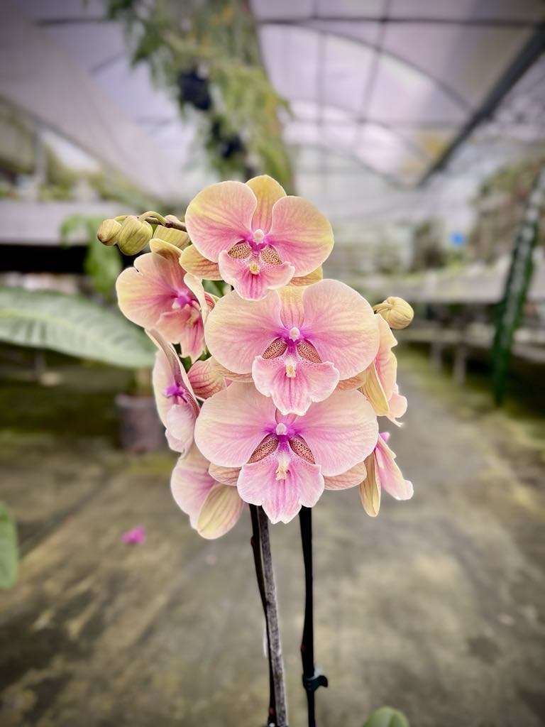Phalaenopsis Orange Comet