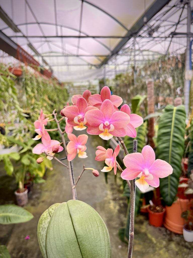 Phalaenopsis Melion