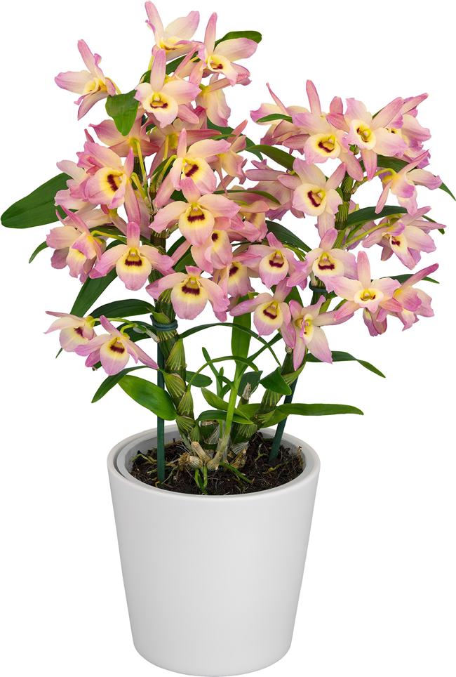 Dendrobium nobile 'Fairlight'
