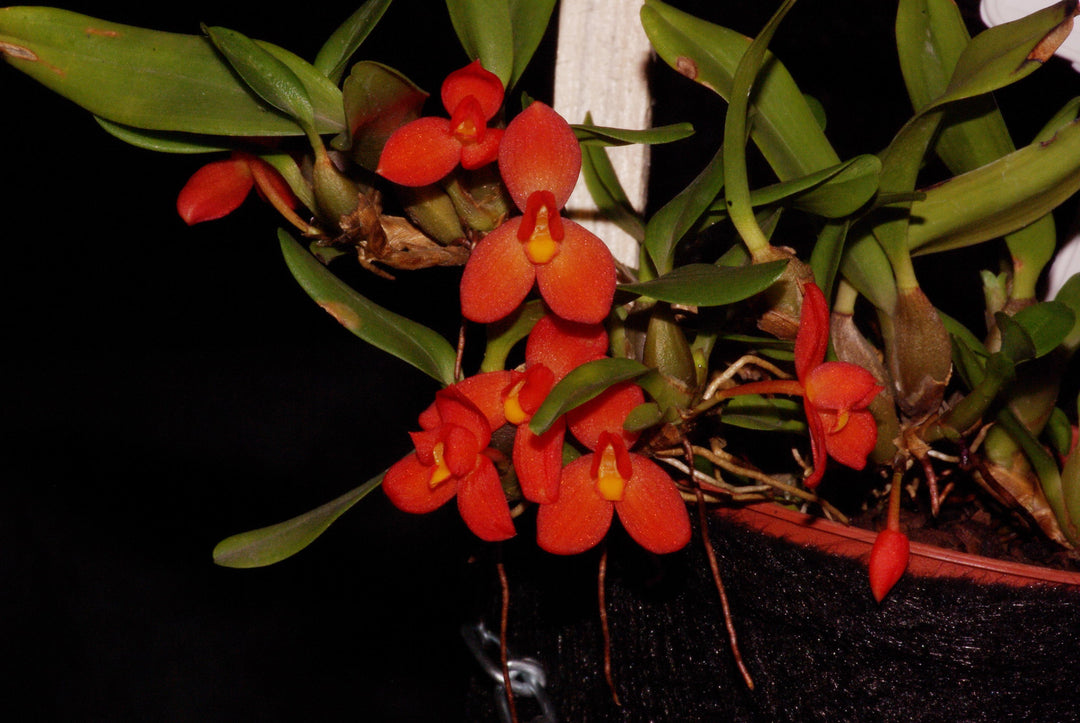 Maxillaria sophronitis