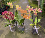 Carica l'immagine nel visualizzatore Galleria, OFFERTA PHALAENOPSIS WELCOME SUMMER
