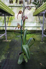 Carica l'immagine nel visualizzatore Galleria, Paphiopedilum philippinense 'Perfecto' x Johanna Burkhardt 'Sam's Choice' FCC/AOS - Orchid Inn, Ltd.