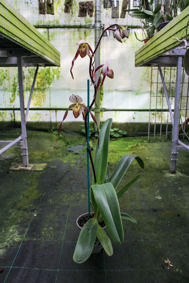 Paphiopedilum philippinense 'Perfecto' x Johanna Burkhardt 'Sam's Choice' FCC/AOS - Orchid Inn, Ltd.