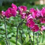 Load image into Gallery viewer, Stem retaining clips