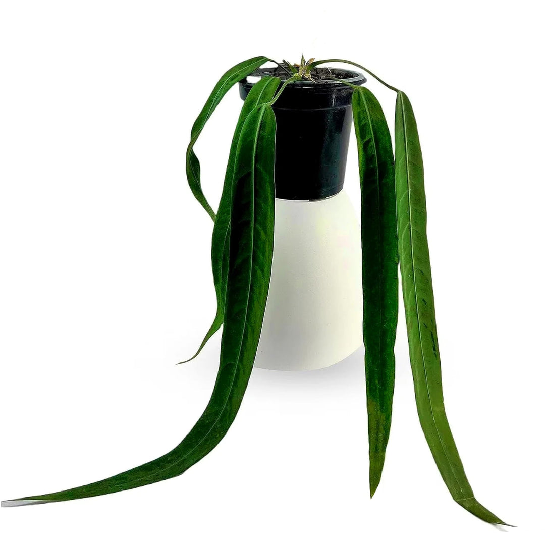Anthurium pallidiflorum
