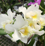 Carica l&#39;immagine nel visualizzatore Galleria, Cattleya Hawaiian Wedding Song &#39;Virgin&#39; HCC/AOS
