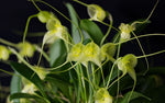 Carica l&#39;immagine nel visualizzatore Galleria, Masdevallia nidifica f. alba
