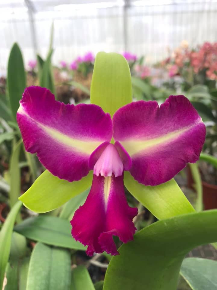 Brassolaeliocattleya Chyong Guu Benz 'Fong Yuen'