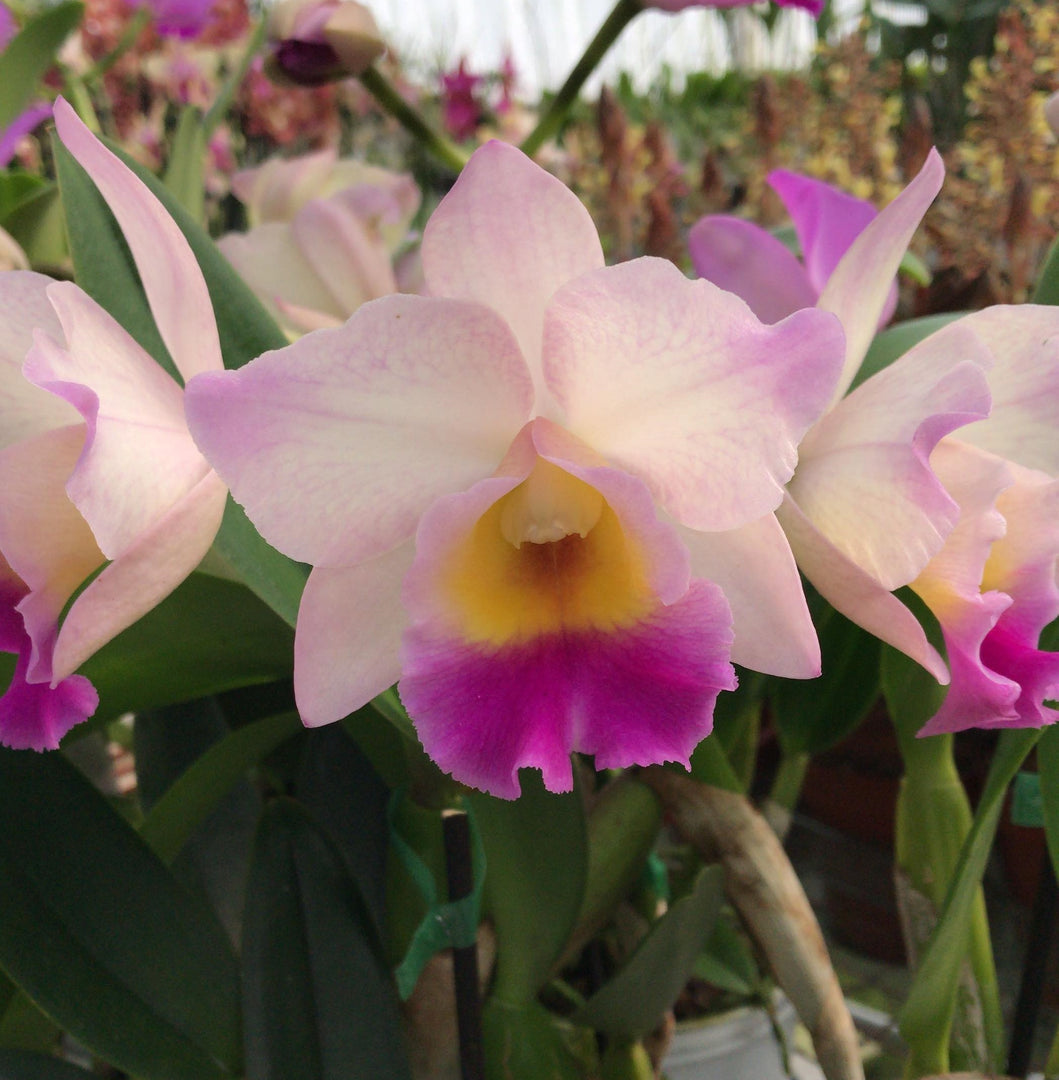 Cattleya Rainbow