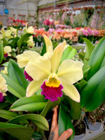 Carica l'immagine nel visualizzatore Galleria, Brassolaeliocattleya Pratum Green 'Boonserm' HCC/AOS