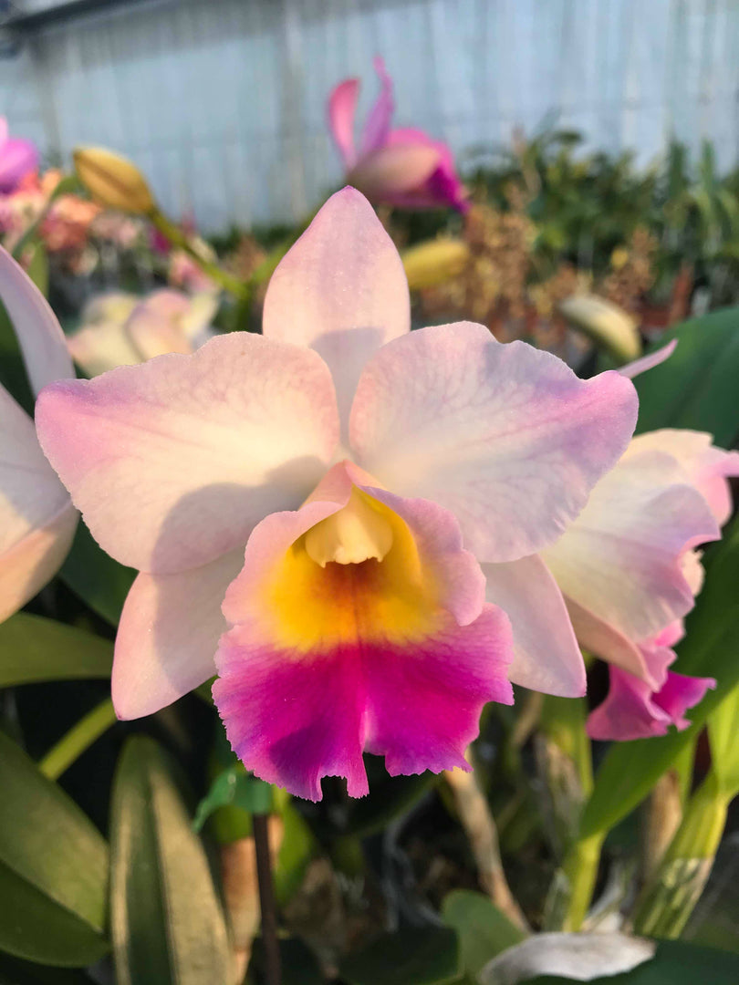 Cattleya Rainbow
