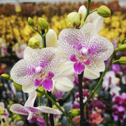 Phalaenopsis Sparkling Spot - Big Lip