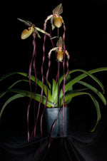 Carica l'immagine nel visualizzatore Galleria, Paphiopedilum Screaming Eagle (berenice var. album 'Blushing Ghost' AM/AOS x sanderianum 'Bionic Man' AM/AOS) - Orchid Inn, Ltd.