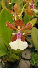 Carica l&#39;immagine nel visualizzatore Galleria, Trichocentrum Josephine (Trichocentrum Haematochilum × Trichocentrum lanceanum)

