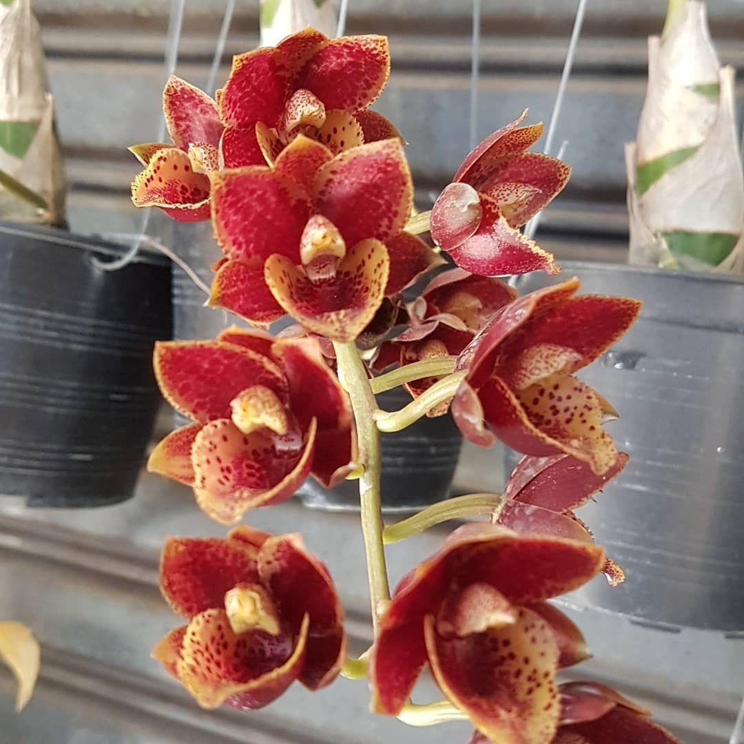Fredclarkeara After Dark 'Sunset Valley Orchids' FCC/AOS