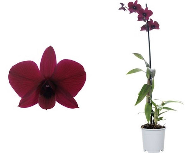Dendrobium Thailand Black (Dendrobium Phalaenopsis)