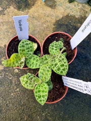 Macodes petola