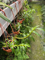 Load image into Gallery viewer, Dendrobium nobile 'Bouquet Purple Rain'