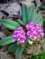 Carica l'immagine nel visualizzatore Galleria, Schoenorchis tixieri