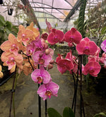 Carica l'immagine nel visualizzatore Galleria, OFFERTA PHALAENOPSIS ALTE