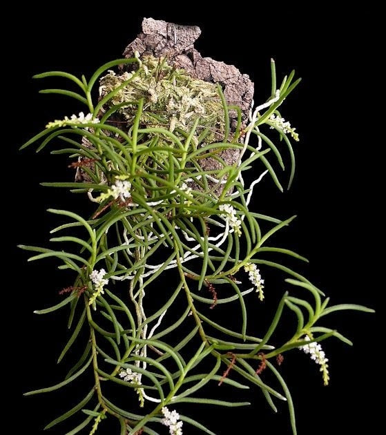 Schoenorchis micrantha