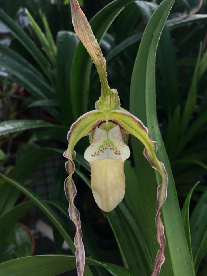 Phragmipedium Memoria Hans Glow (longifolium x (pearcei x wallisii))