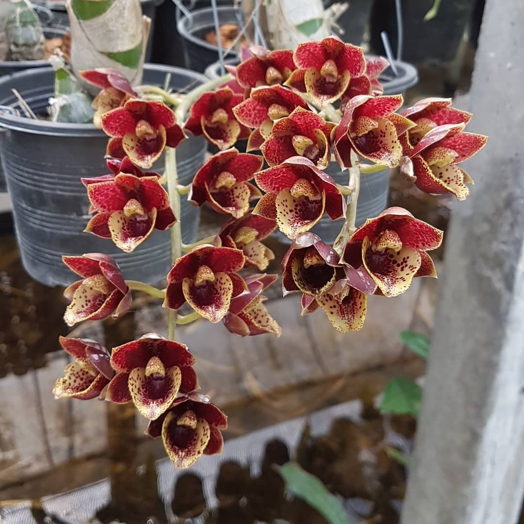 Fredclarkeara After Dark 'Sunset Valley Orchids' FCC/AOS