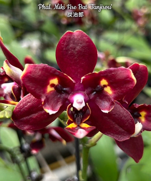 Phalaenopsis Miki Fire Bat 'Tanjirou'