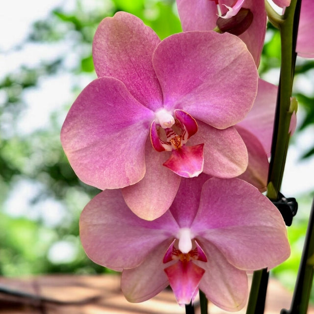 Phalaenopsis Fong Tien's Amapearl 'Cone Pearl CL913G'