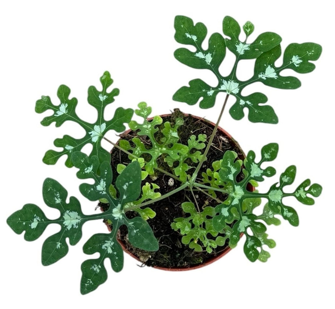 Philodendron Spiritus Sancti