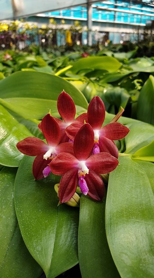 Phalaenopsis tetraspis 'C1' × LD's Bear King