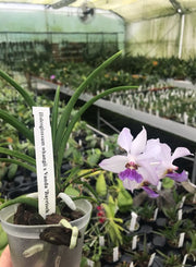 Holcoglossum wangii x Vanda 'Bayrisch Blau'