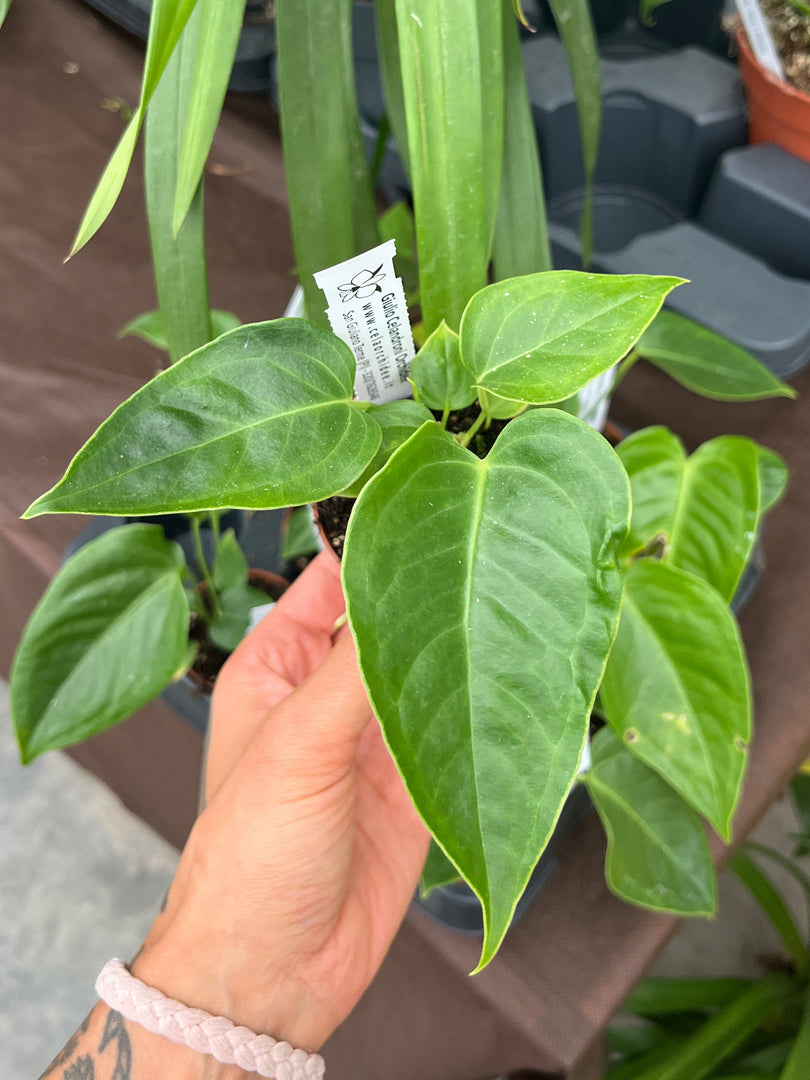 Anthurium veitchii tipo