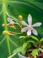 Load image into Gallery viewer, Vanda falcata x Phalaenopsis lindenii