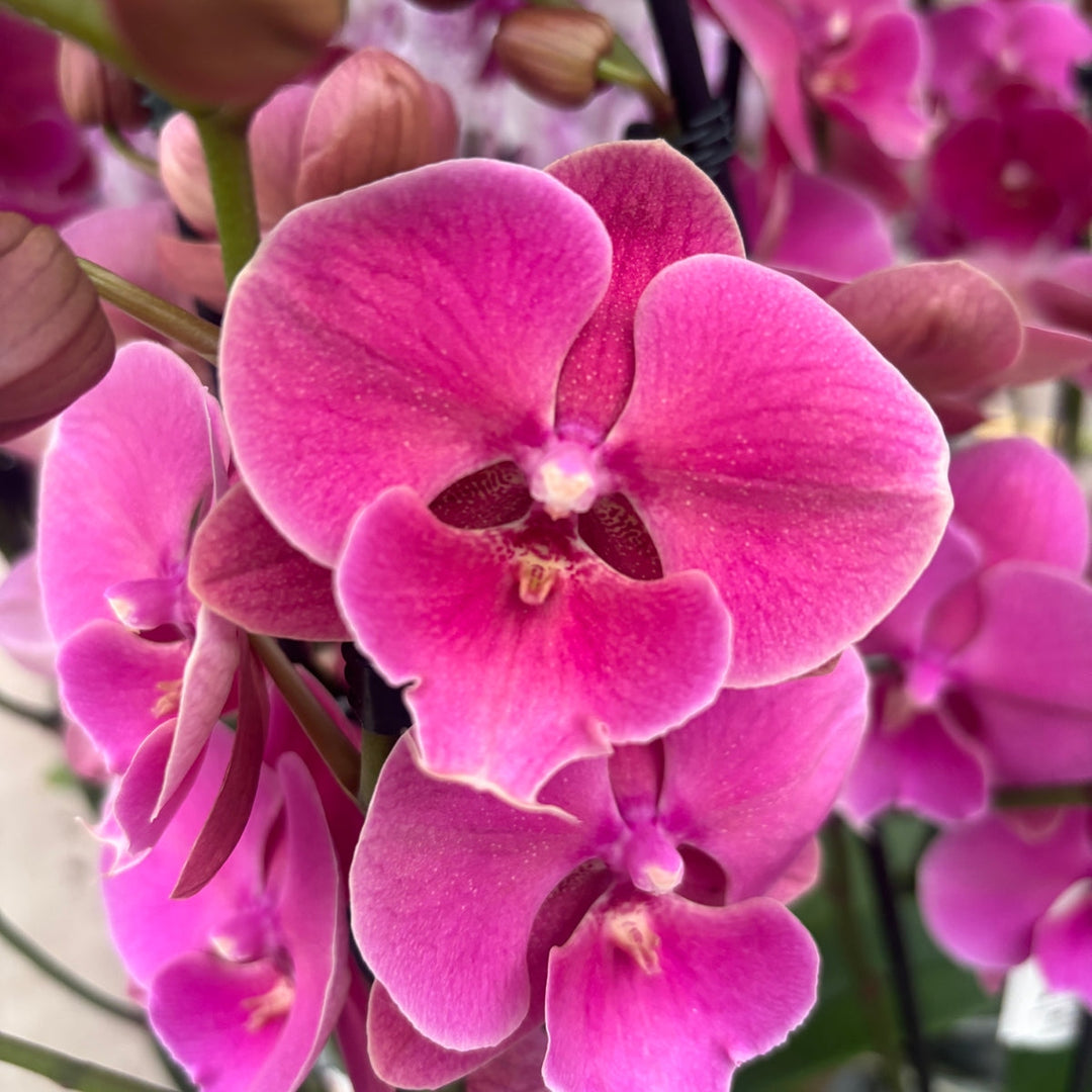 Phalaenopsis Fuller's Goblin - Big Lip