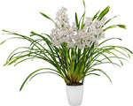 Carica l'immagine nel visualizzatore Galleria, Cymbidium White Flame