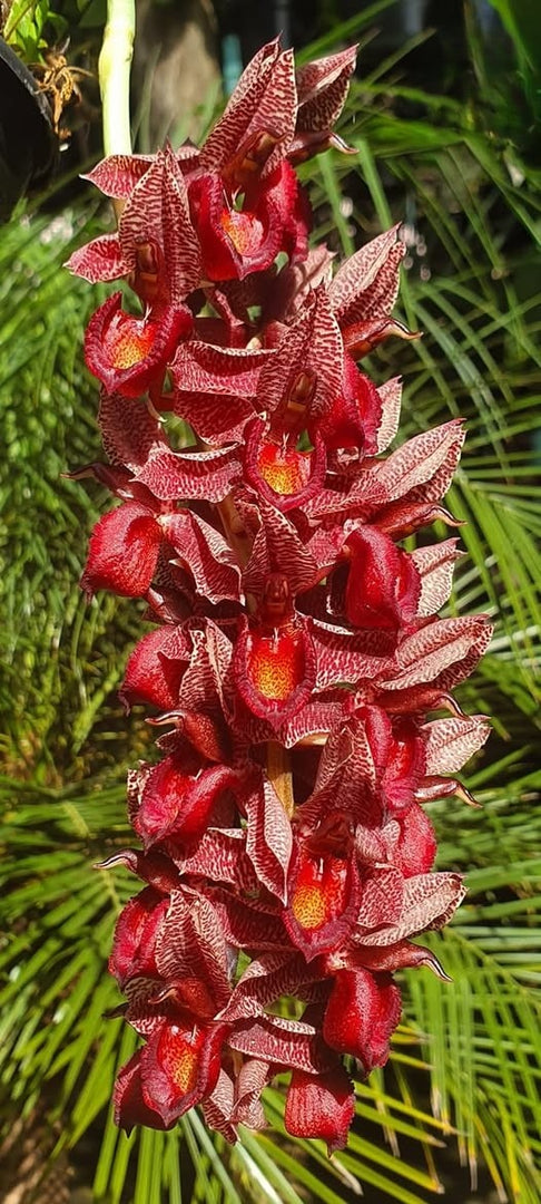 Catasetum Tupã (cirrhaeoides x denticulatum)