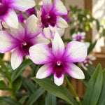 Carica l'immagine nel visualizzatore Galleria, Dendrobium Polar Fire (Dendrobium Phalaenopsis)